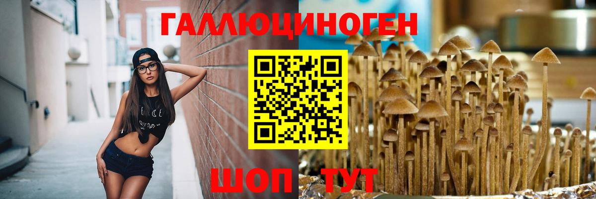 Жуковский  Псилоцибиновые грибы Cubensis  Вход с VPN 